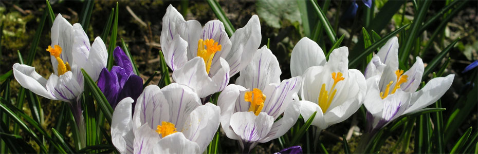 Frühlingsabend  in Polleben