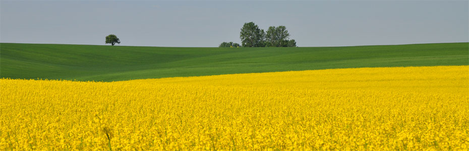 Frühlingstag  in Polleben