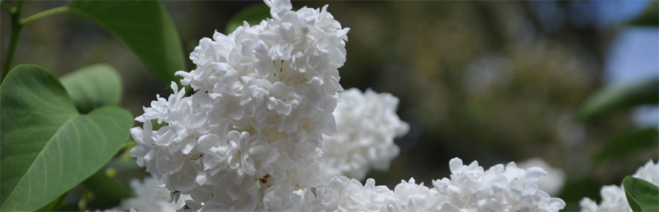 Frühlingstag  in Polleben