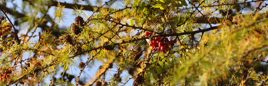 Herbstabend  in Polleben