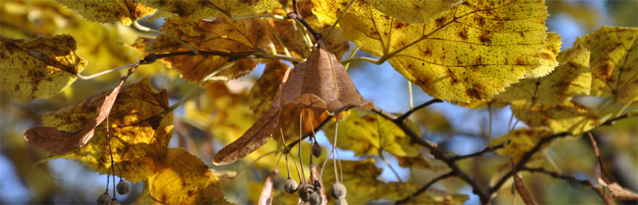 Herbstabend  in Polleben