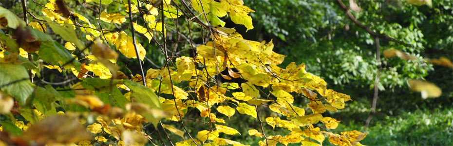 Herbstabend  in Polleben