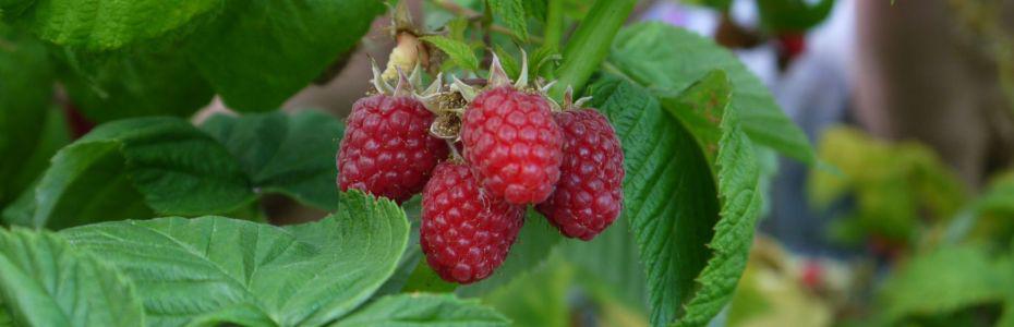 Sommermorgen  in Polleben