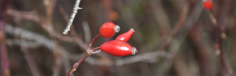 Herbstmorgen  in Polleben