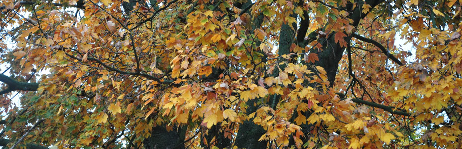 Herbstmorgen  in Polleben