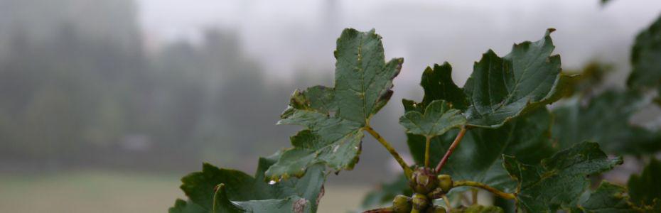 Herbstabend  in Polleben