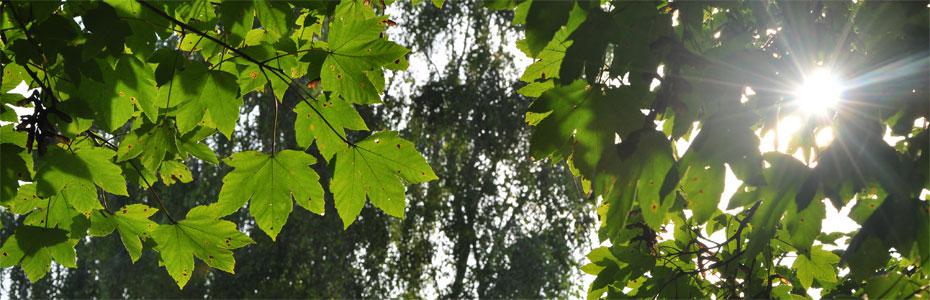 Spätsommerabend  in Polleben