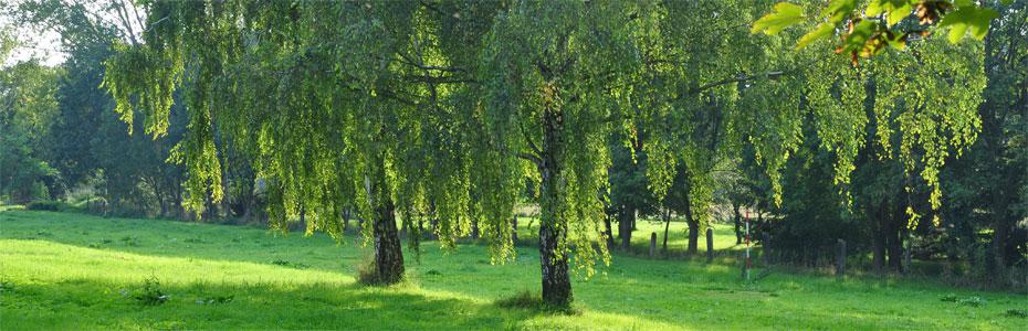 Spätsommerabend  in Polleben